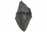 Partial Megalodon Tooth - Serrated Blade #307657-1